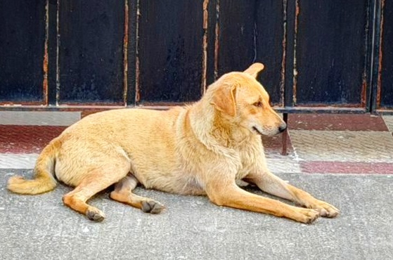Cooper’s Recovery